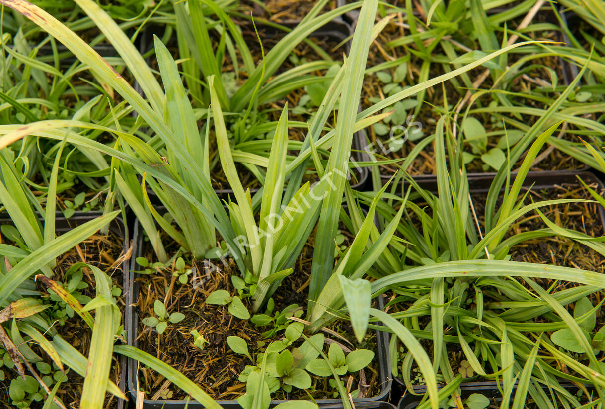 Ostřice 'Blue' - Carex laxiculmis 'Blue'