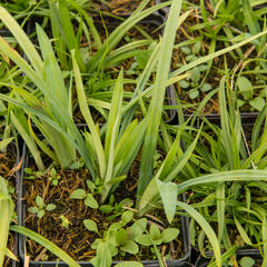Ostřice 'Blue' - Carex laxiculmis 'Blue'