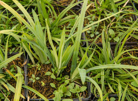 Ostřice 'Blue' - Carex laxiculmis 'Blue'