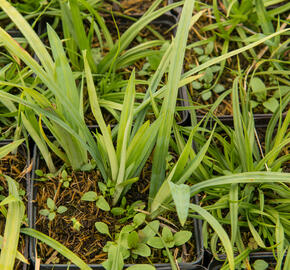 Ostřice 'Blue' - Carex laxiculmis 'Blue'