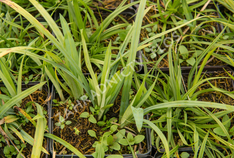 Ostřice 'Blue' - Carex laxiculmis 'Blue'