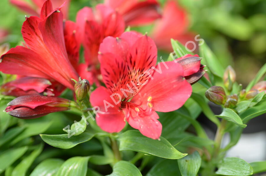 Alstromérie, boubelka 'Inticancha Red' - Alstroemeria hybrida 'Inticancha Red'