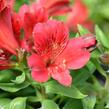 Alstromérie, boubelka 'Inticancha Red' - Alstroemeria hybrida 'Inticancha Red'