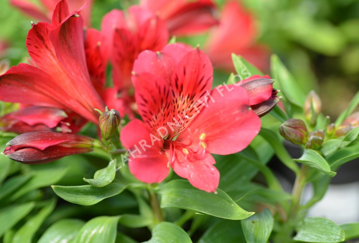 Alstromérie, boubelka 'Inticancha Red' - Alstroemeria hybrida 'Inticancha Red'