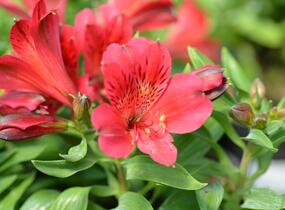 Alstromérie, boubelka 'Inticancha Red' - Alstroemeria hybrida 'Inticancha Red'