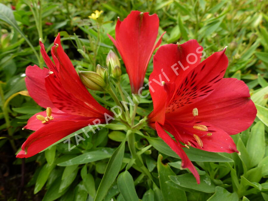 Alstromérie, boubelka 'Inticancha Red' - Alstroemeria hybrida 'Inticancha Red'