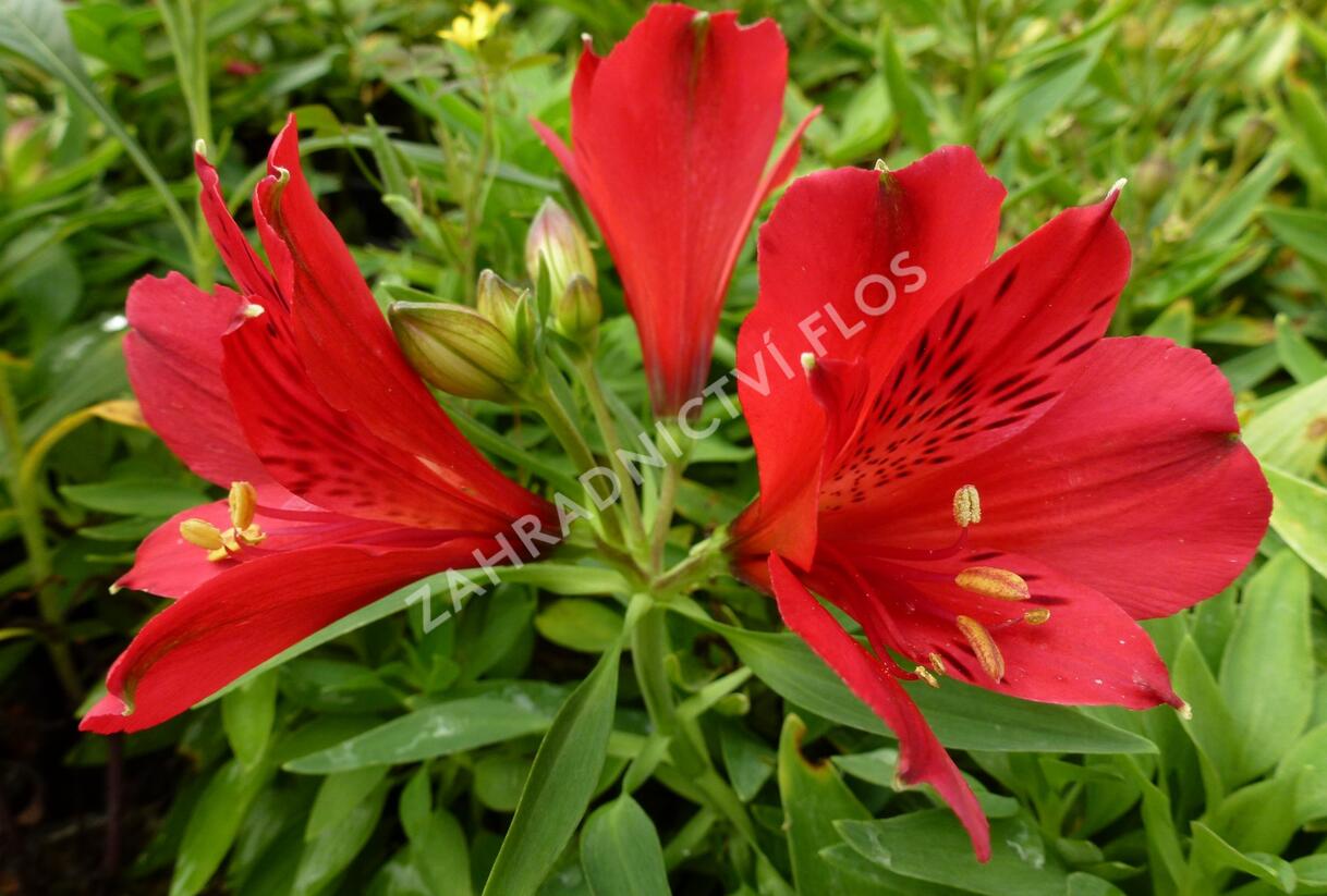 Alstromérie, boubelka 'Inticancha Red' - Alstroemeria hybrida 'Inticancha Red'