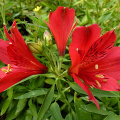 Alstromérie, boubelka 'Inticancha Red' - Alstroemeria hybrida 'Inticancha Red'
