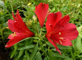 Alstromérie, boubelka 'Inticancha Red' - Alstroemeria hybrida 'Inticancha Red'