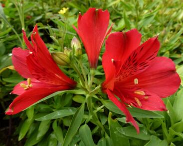 Alstromérie, boubelka 'Inticancha Red'