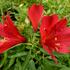 alstromerie-boubelka-inticancha-red.jpg