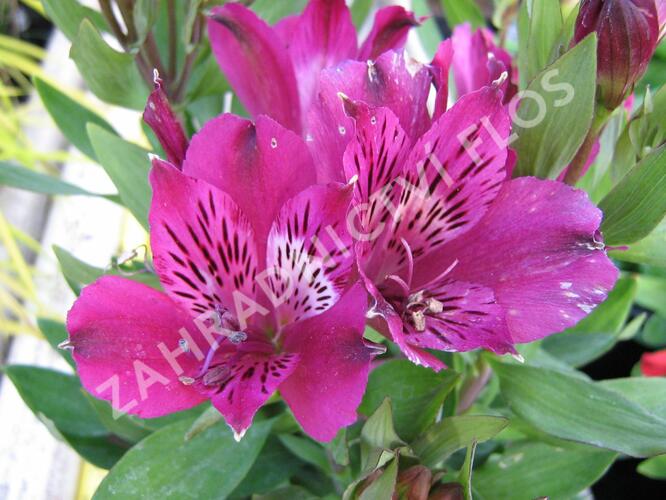 Alstromérie, boubelka 'Inticancha Purple' - Alstroemeria hybrida 'Inticancha Purple'