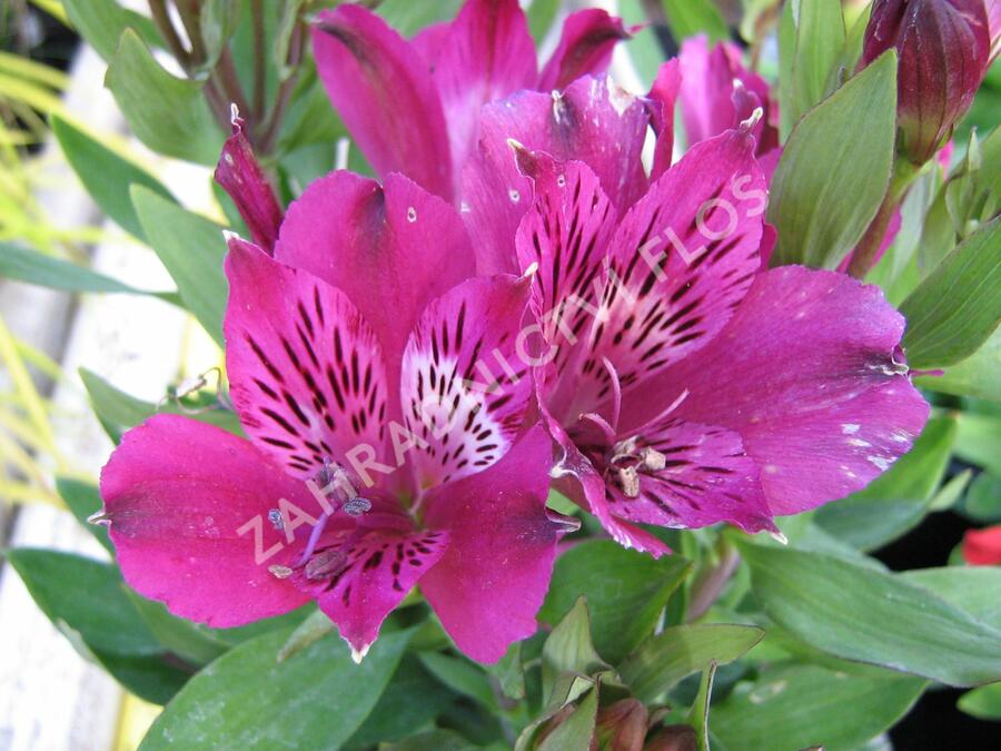 Alstromérie, boubelka 'Inticancha Purple' - Alstroemeria hybrida 'Inticancha Purple'