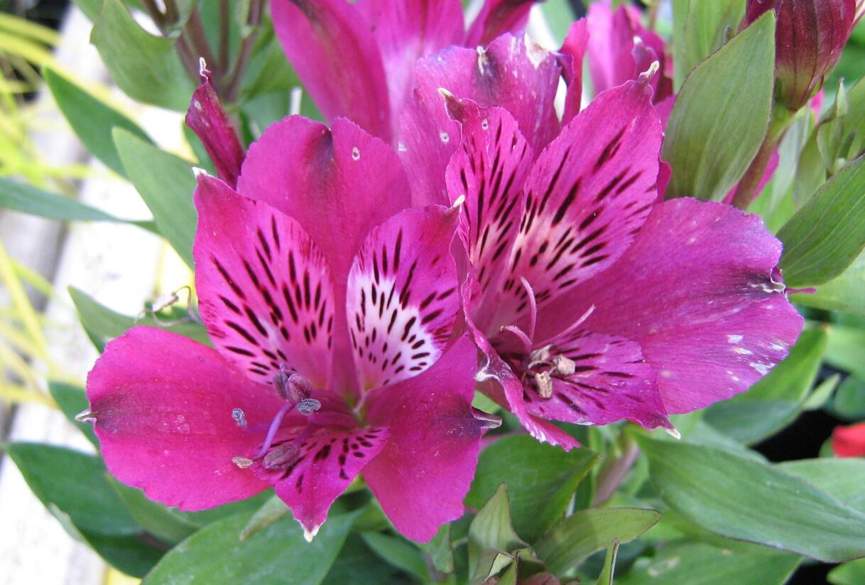 Alstromérie, boubelka 'Inticancha Purple' - Alstroemeria hybrida 'Inticancha Purple'