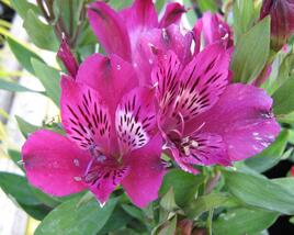 Alstromérie, boubelka 'Inticancha Purple'