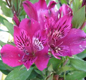 Alstromérie, boubelka 'Inticancha Purple' - Alstroemeria hybrida 'Inticancha Purple'