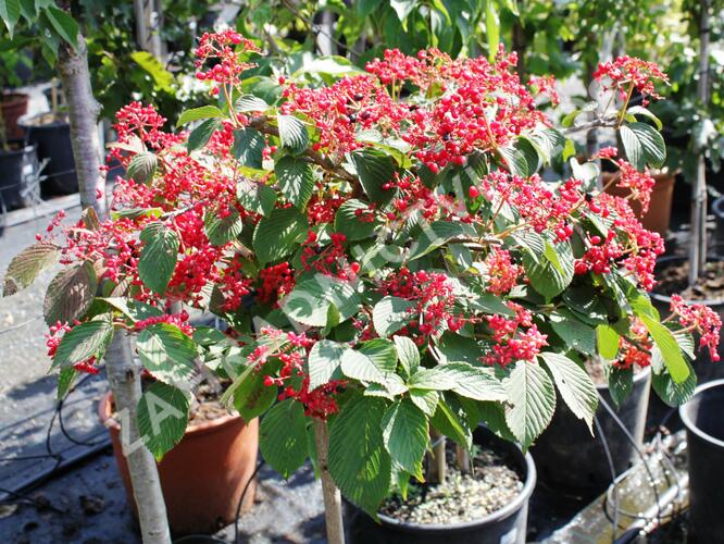 Kalina japonská 'Dart Red Robin' - Viburnum plicatum 'Dart Red Robin'