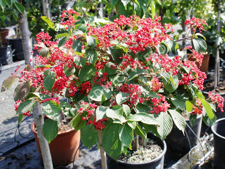 Kalina japonská 'Dart Red Robin' - Viburnum plicatum 'Dart Red Robin'