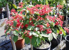 Kalina japonská 'Dart Red Robin' - Viburnum plicatum 'Dart Red Robin'