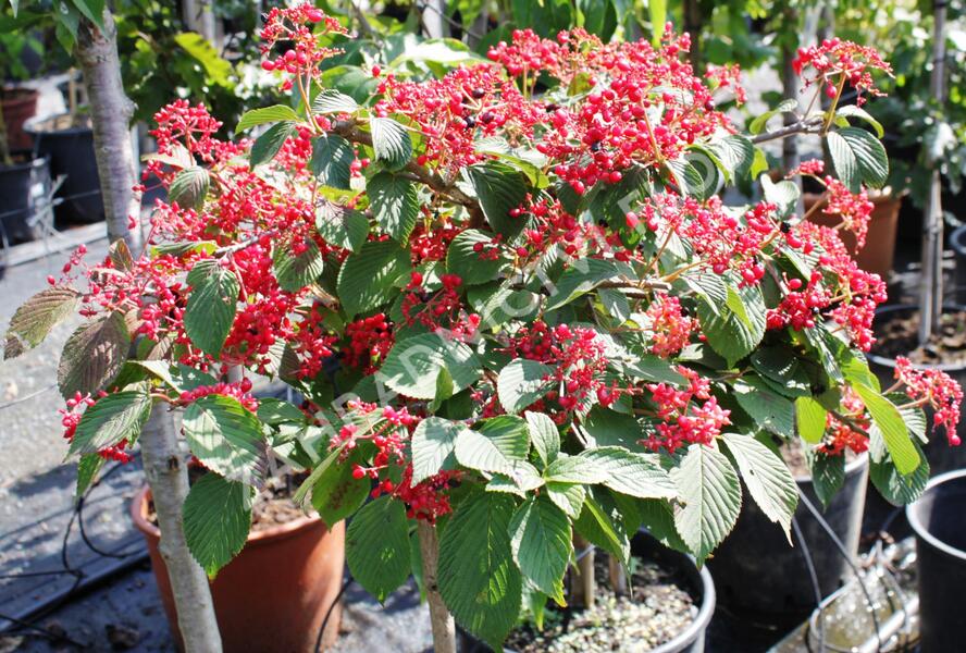 Kalina japonská 'Dart Red Robin' - Viburnum plicatum 'Dart Red Robin'