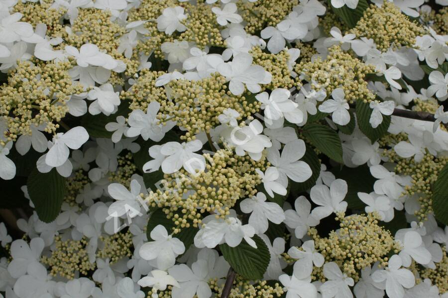 Kalina japonská 'Dart Red Robin' - Viburnum plicatum 'Dart Red Robin'