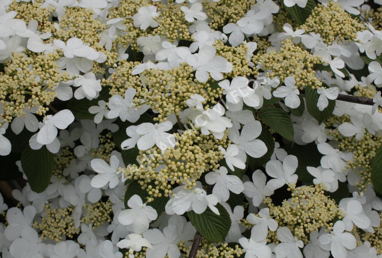 Kalina japonská 'Dart Red Robin' - Viburnum plicatum 'Dart Red Robin'