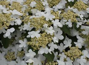 Kalina japonská 'Dart Red Robin' - Viburnum plicatum 'Dart Red Robin'