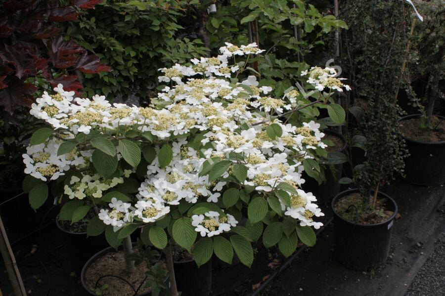 Kalina japonská 'Dart Red Robin' - Viburnum plicatum 'Dart Red Robin'