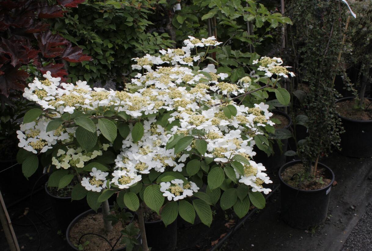 Kalina japonská 'Dart Red Robin' - Viburnum plicatum 'Dart Red Robin'