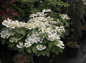 Kalina japonská 'Dart Red Robin' - Viburnum plicatum 'Dart Red Robin'