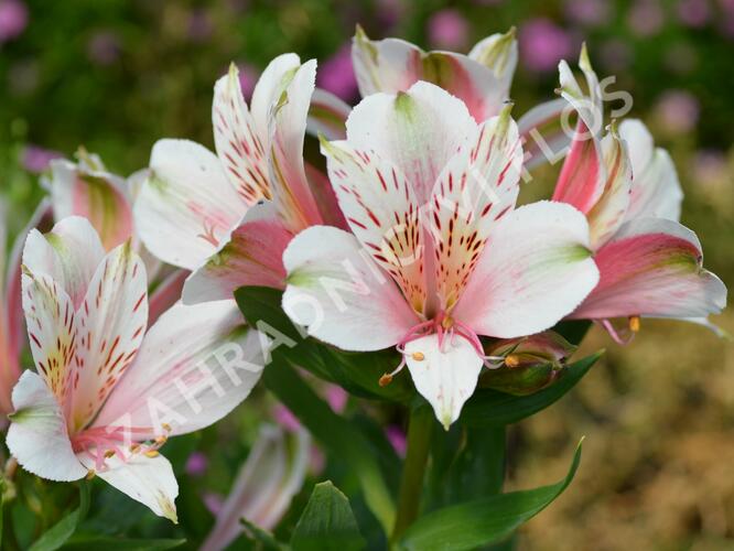 Alstromérie, boubelka 'Inticancha Pink Heart' - Alstroemeria hybrida 'Inticancha Pink Heart'