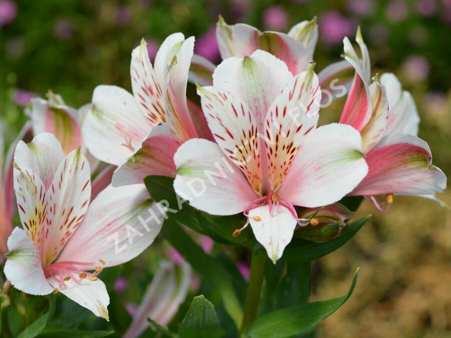 Alstromérie, boubelka 'Inticancha Pink Heart' - Alstroemeria hybrida 'Inticancha Pink Heart'