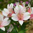 Alstromérie, boubelka 'Inticancha Pink Heart' - Alstroemeria hybrida 'Inticancha Pink Heart'