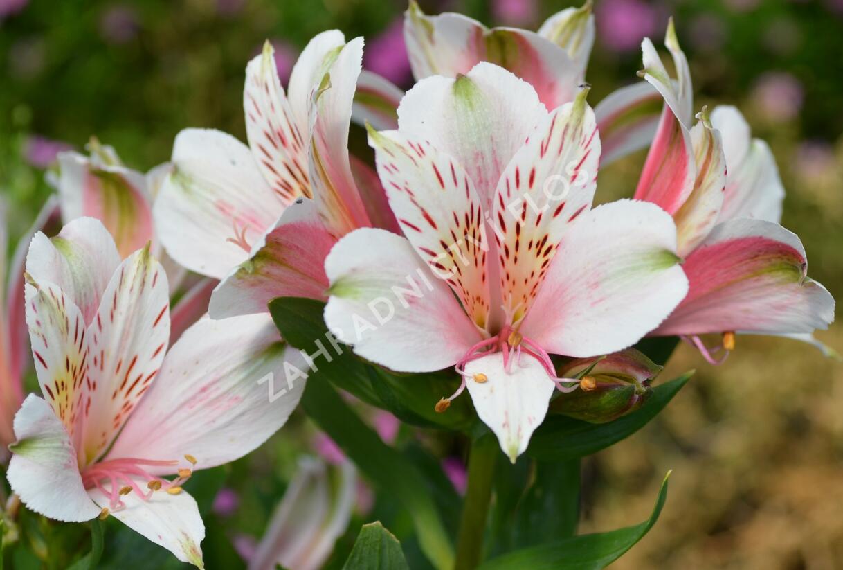 Alstromérie, boubelka 'Inticancha Pink Heart' - Alstroemeria hybrida 'Inticancha Pink Heart'