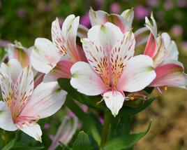Alstromérie, boubelka 'Inticancha Pink Heart'