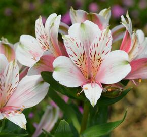 Alstromérie, boubelka 'Inticancha Pink Heart' - Alstroemeria hybrida 'Inticancha Pink Heart'