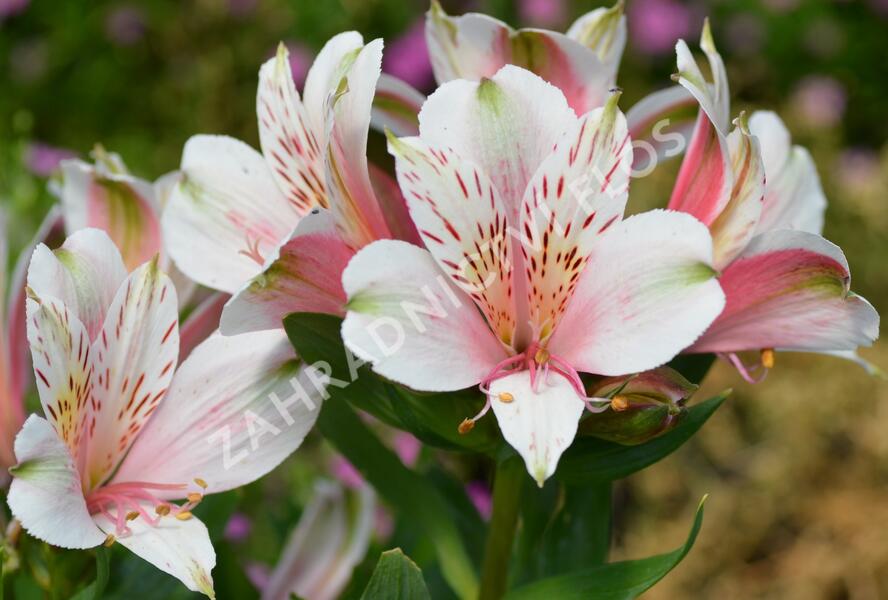 Alstromérie, boubelka 'Inticancha Pink Heart' - Alstroemeria hybrida 'Inticancha Pink Heart'