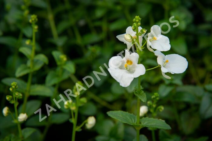 Ostruhatka 'White' - Diascia elegans 'White'