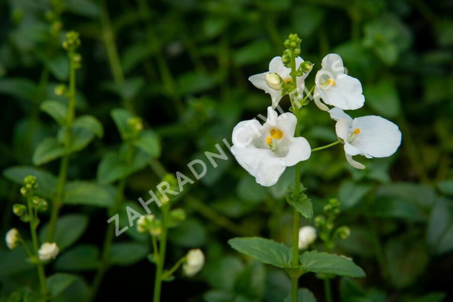 Ostruhatka 'White' - Diascia elegans 'White'