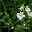 Ostruhatka 'White' - Diascia elegans 'White'