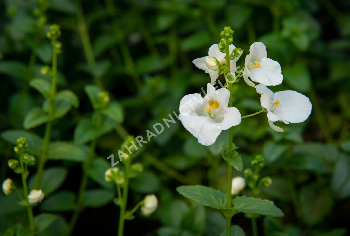 Ostruhatka 'White' - Diascia elegans 'White'