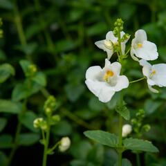 Ostruhatka 'White' - Diascia elegans 'White'