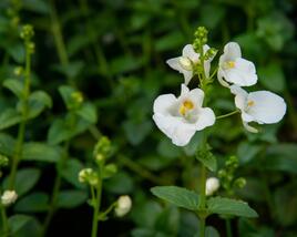 Ostruhatka 'White'