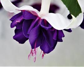 Fuchsie, čílko 'Deep Purple'