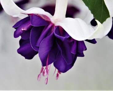 Fuchsie, čílko 'Deep Purple'
