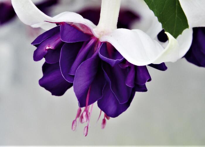 Čílko, fuchsie 'Deep Purple' - Fuchsia hybrida 'Deep Purple'
