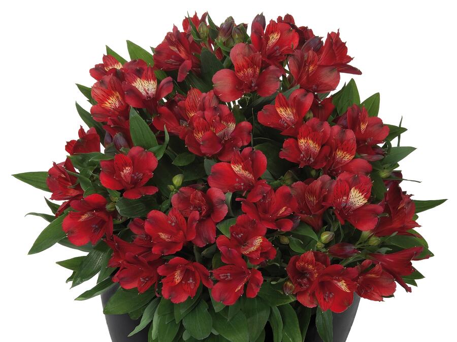 Alstromérie, boubelka 'Inticancha Doba' - Alstroemeria hybrida 'Inticancha Doba'