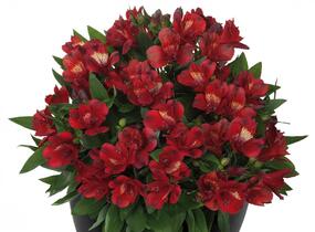 Alstromérie, boubelka 'Inticancha Doba' - Alstroemeria hybrida 'Inticancha Doba'