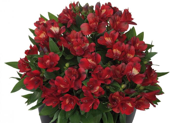 Alstromérie, boubelka 'Inticancha Doba' - Alstroemeria hybrida 'Inticancha Doba'