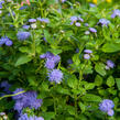 Nestařec americký 'Fields Blue' - Ageratum houstonianum 'Fields Blue'